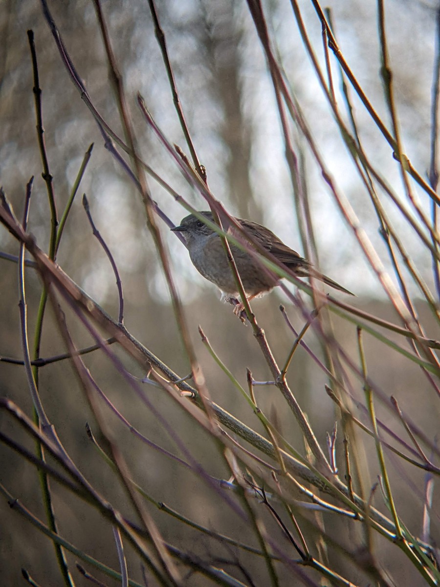 Dunnock - ML419195551