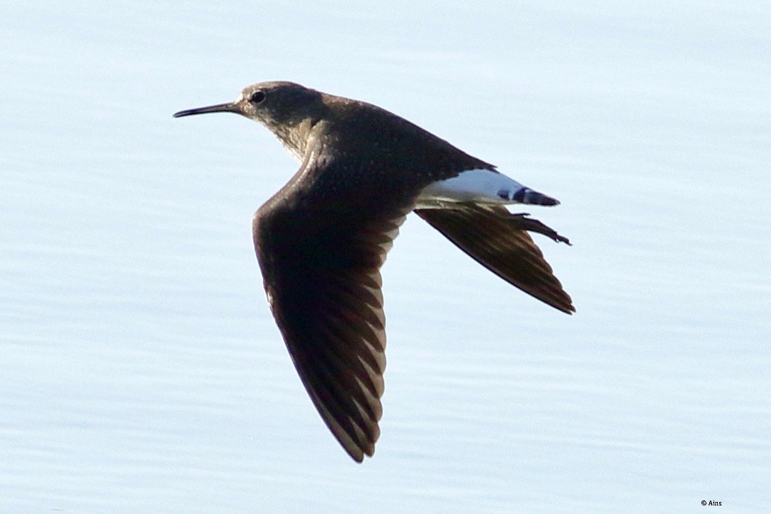 Green Sandpiper - ML419195841