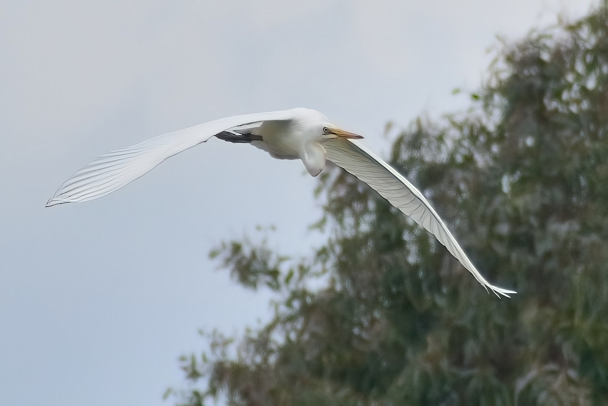 Great Egret - Ken Tay