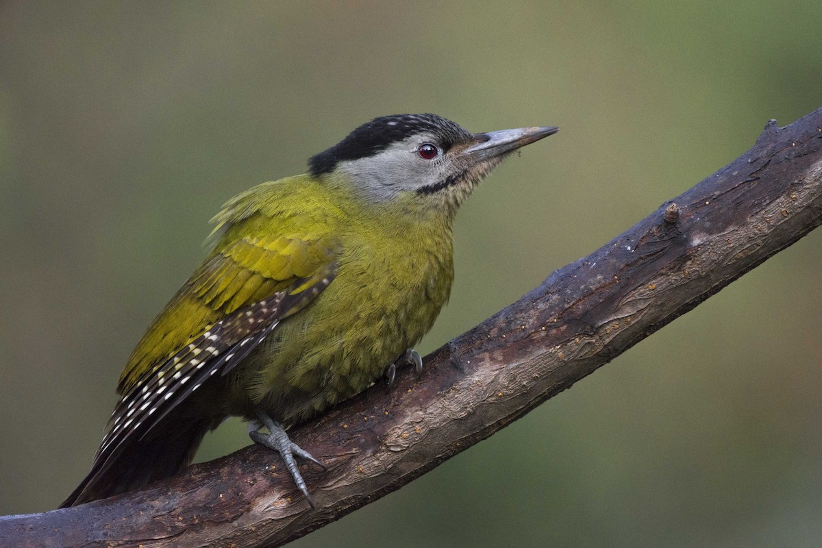 Gray-headed Woodpecker - Ganesh R Mandavkar
