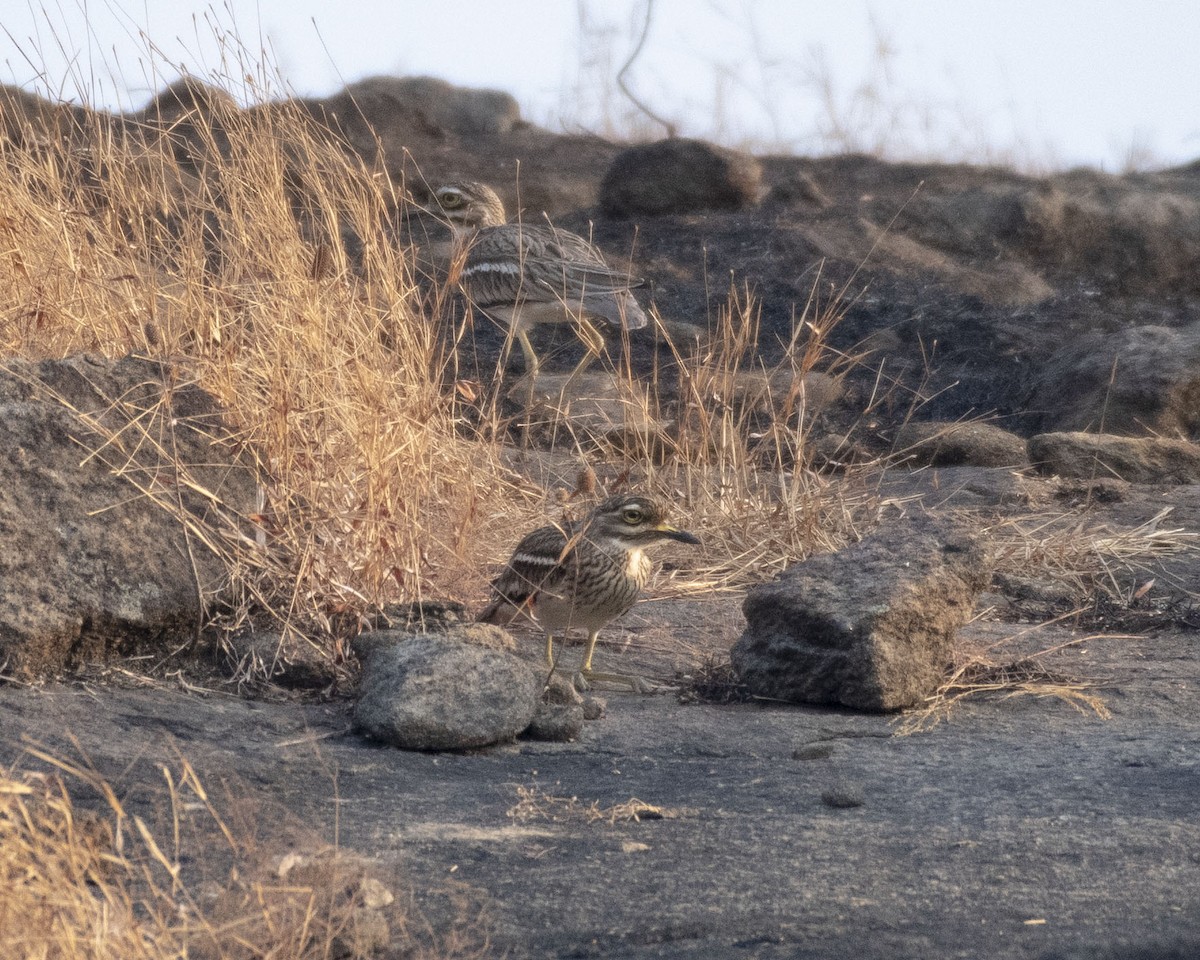 Indian Thick-knee - ML419196521