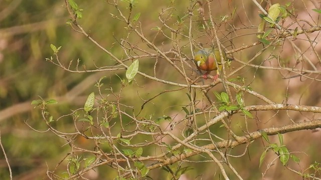 橙胸綠鳩 - ML419196811