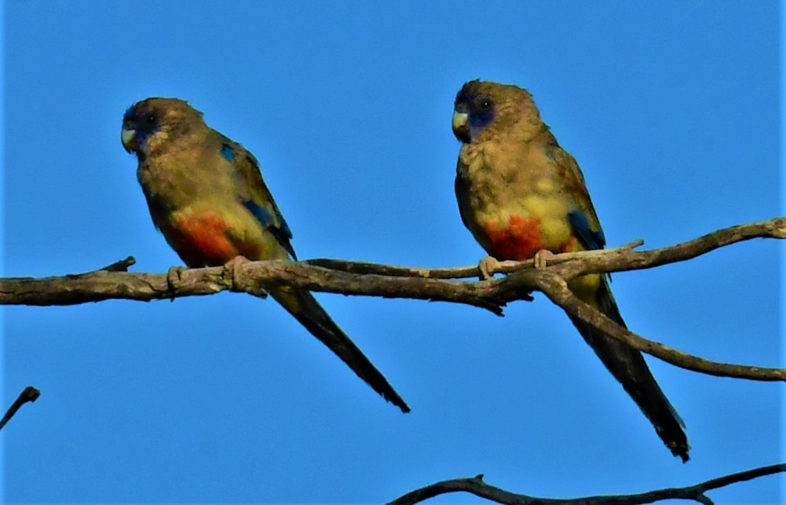 Perico Cariazul - ML419197711