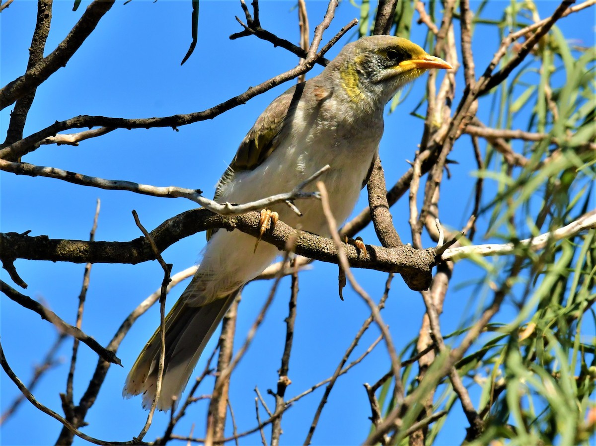 Yellow-throated Miner - ML419197821