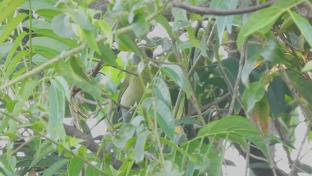 Gray-headed Bulbul - ML419197991