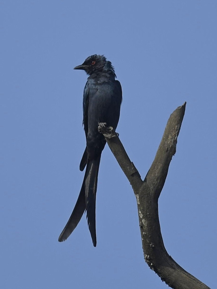 Kül Rengi Drongo - ML419198531