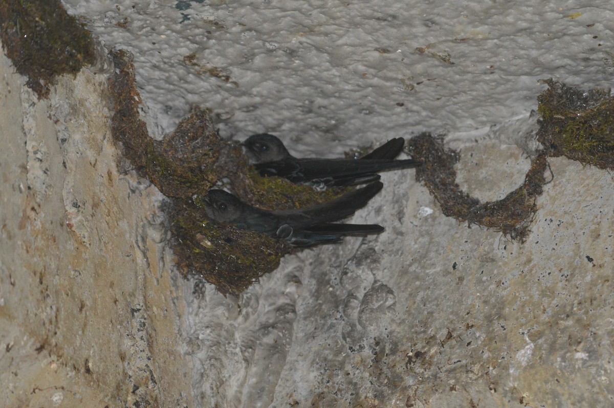 Plume-toed Swiftlet - ML419200601