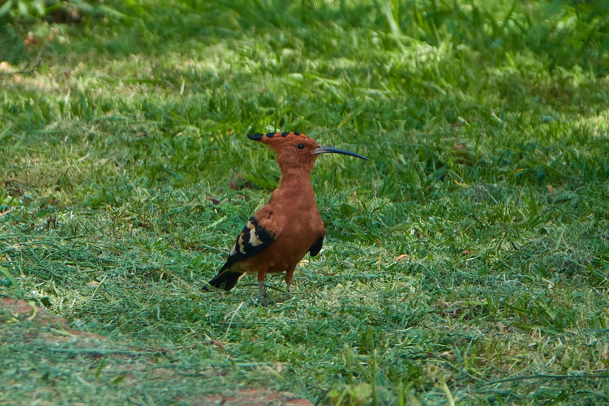 Eurasian Hoopoe - ML419201381