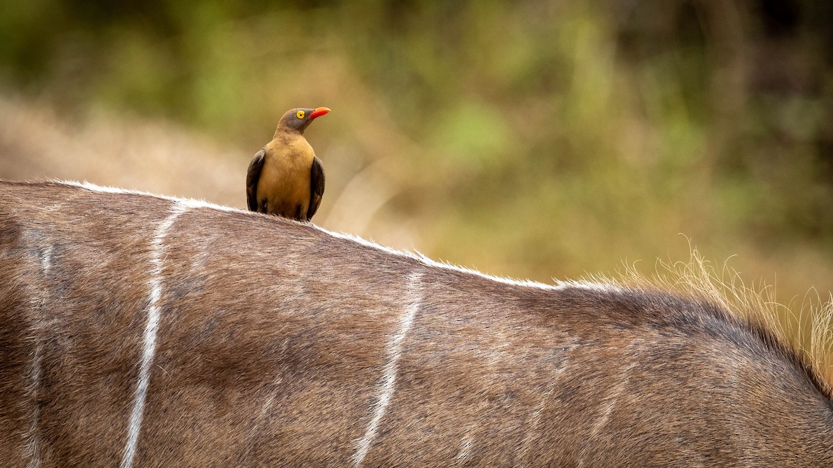 Red-billed Oxpecker - Michael Riffel