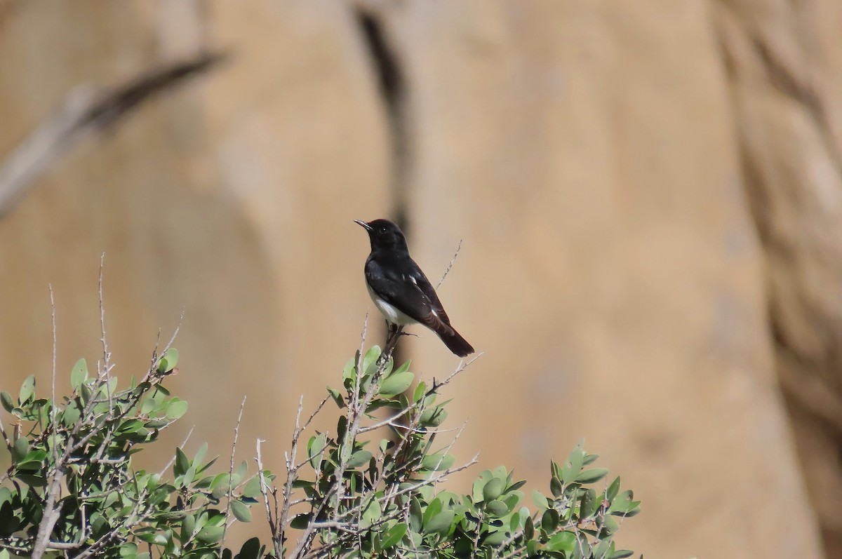 Hume's Wheatear - ML419203941