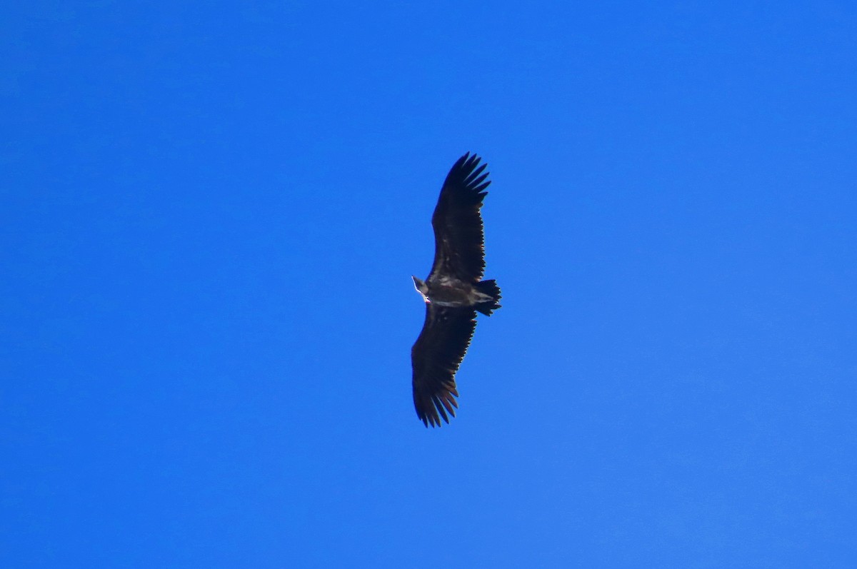Lappet-faced Vulture - ML419204001
