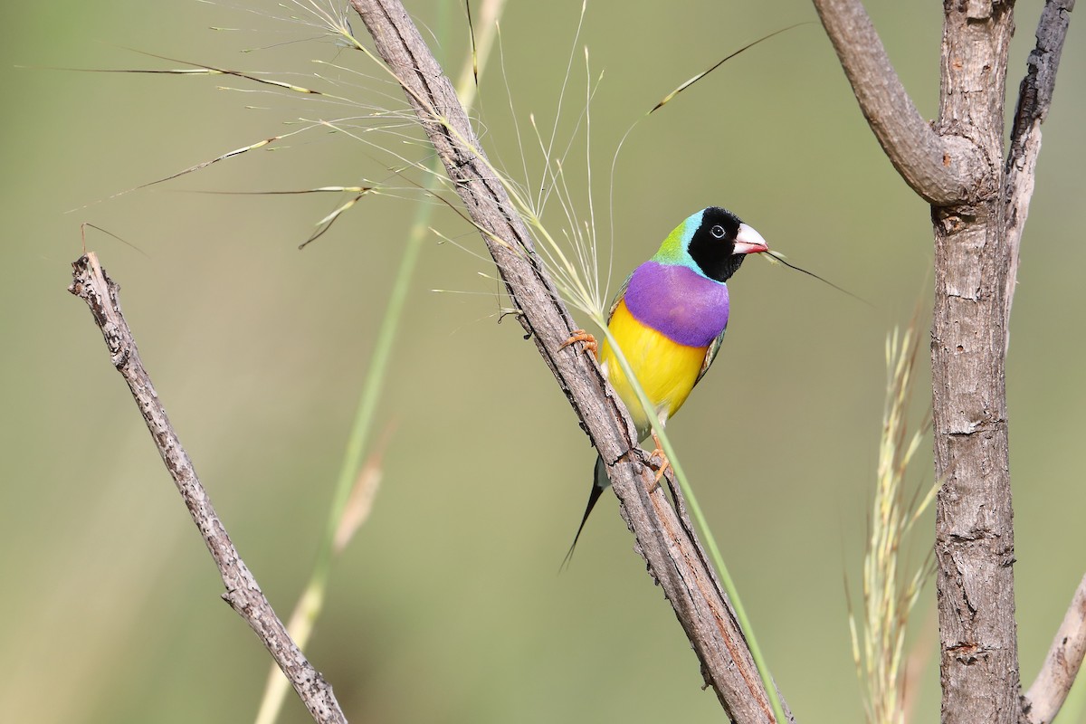 Gouldian Finch - ML419205051