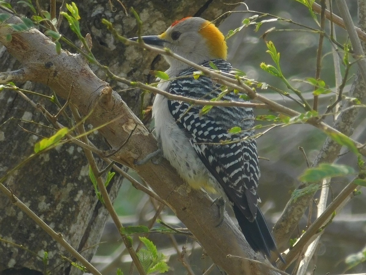 Golden-fronted Woodpecker (Northern) - ML419205721