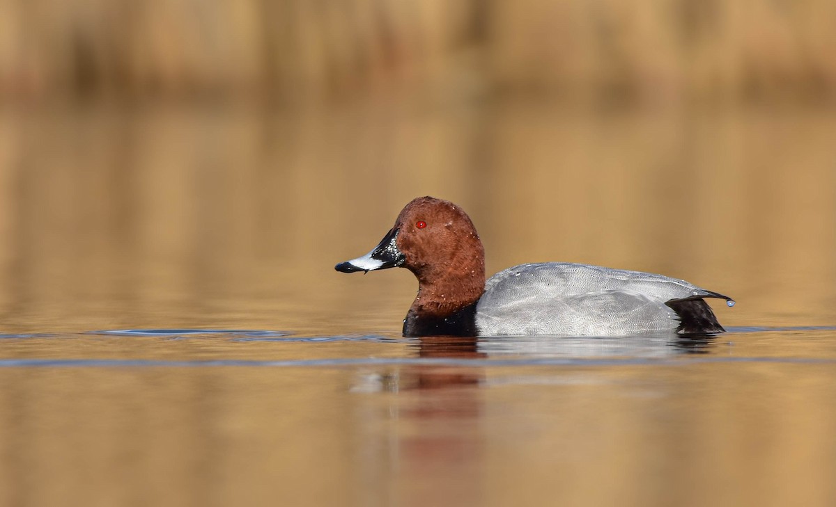 Common Pochard - ML419206931