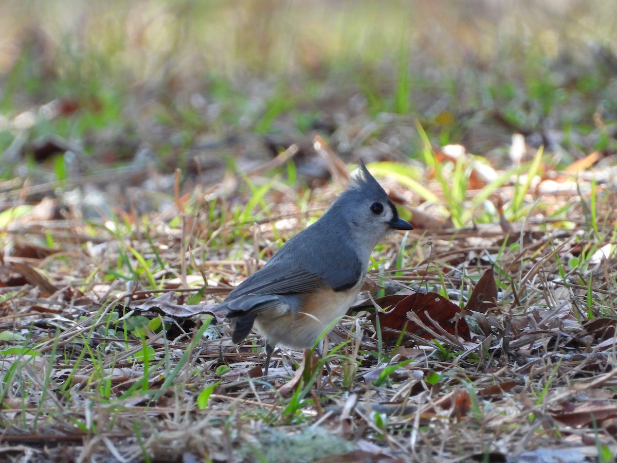 Tufted Titmouse - ML419208781