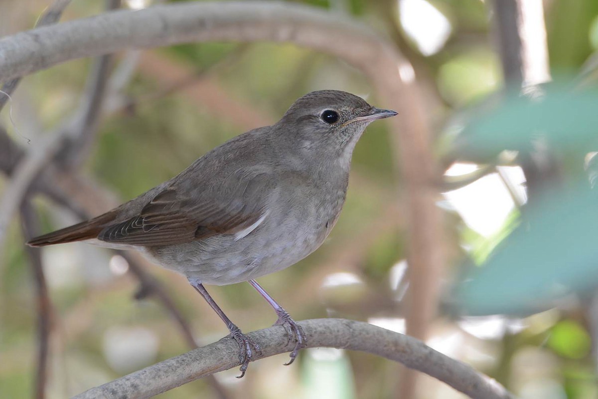 Thrush Nightingale - ML419213111