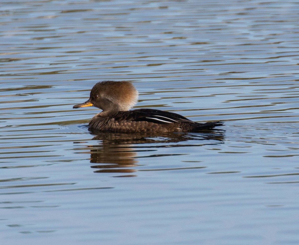 Hooded Merganser - David Crotser