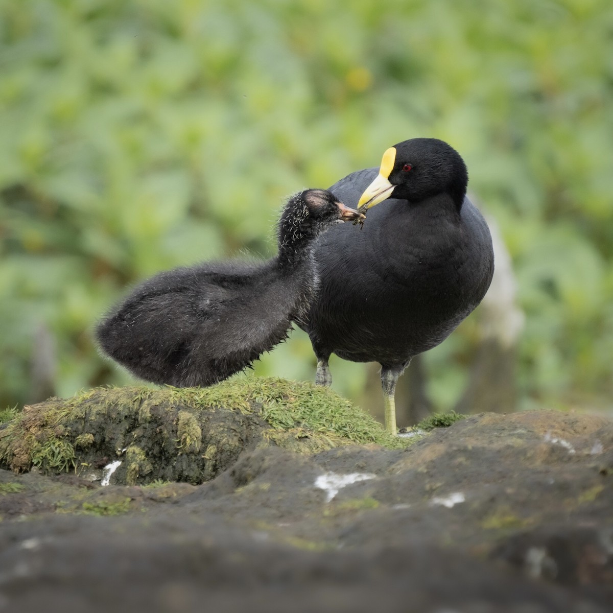 White-winged Coot - ML419216321