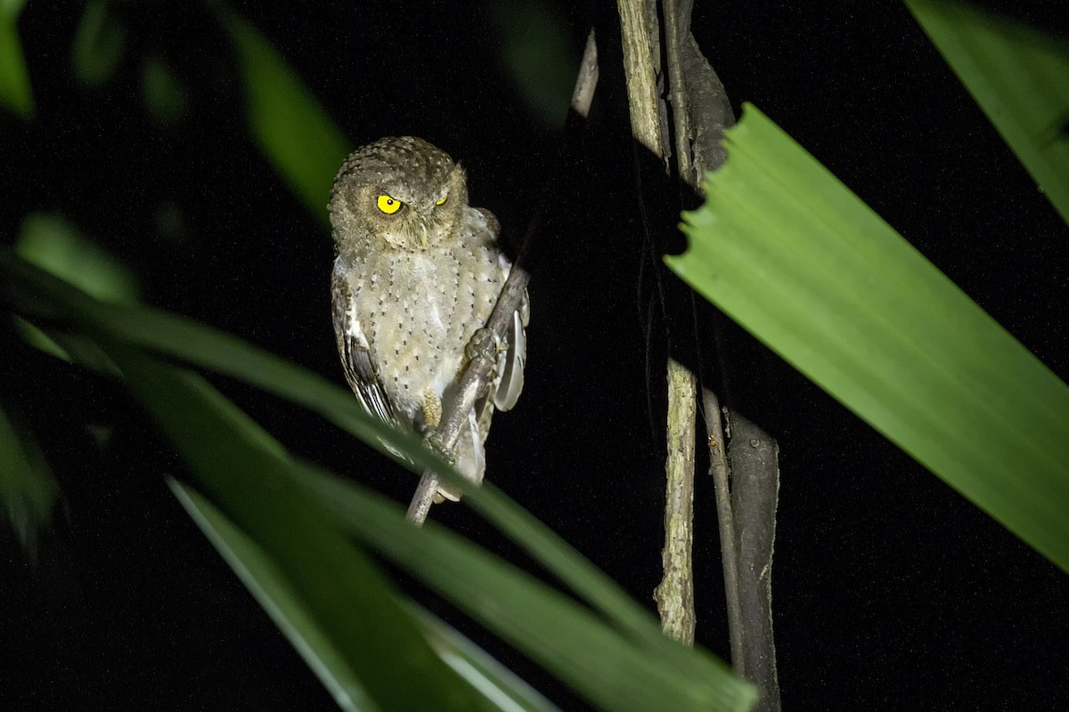Andaman Scops-Owl - ML419217601