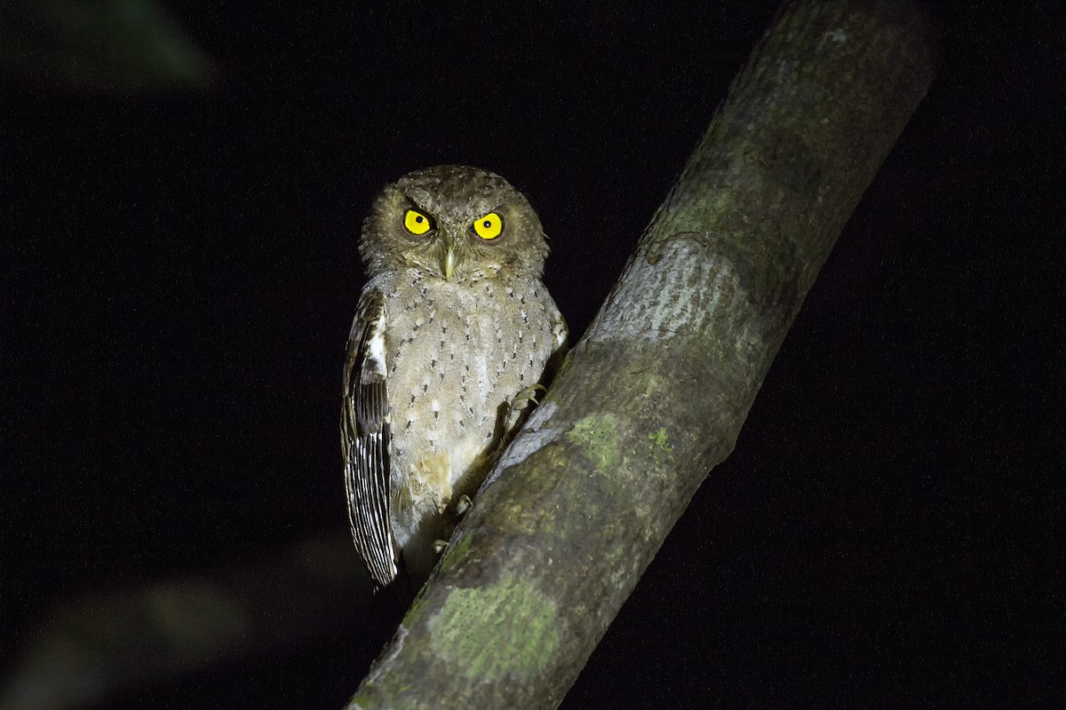 Andaman Scops-Owl - ML419217661
