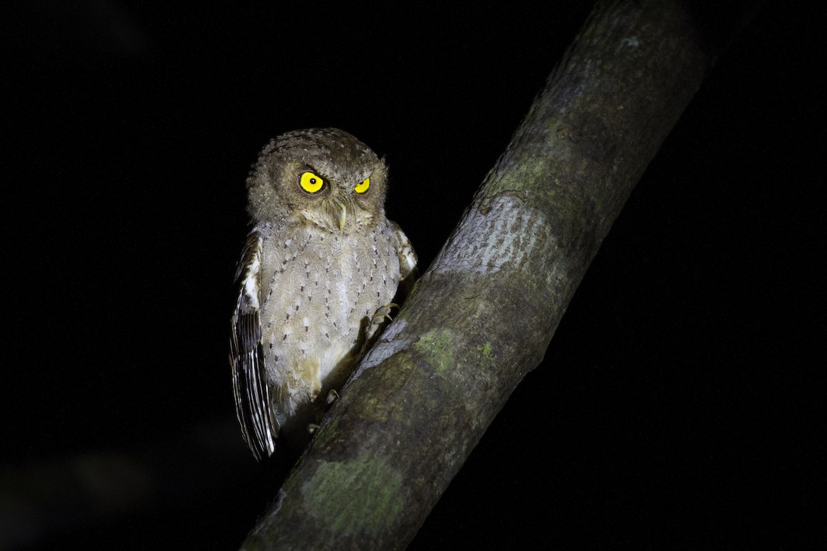 Andaman Scops-Owl - ML419217691