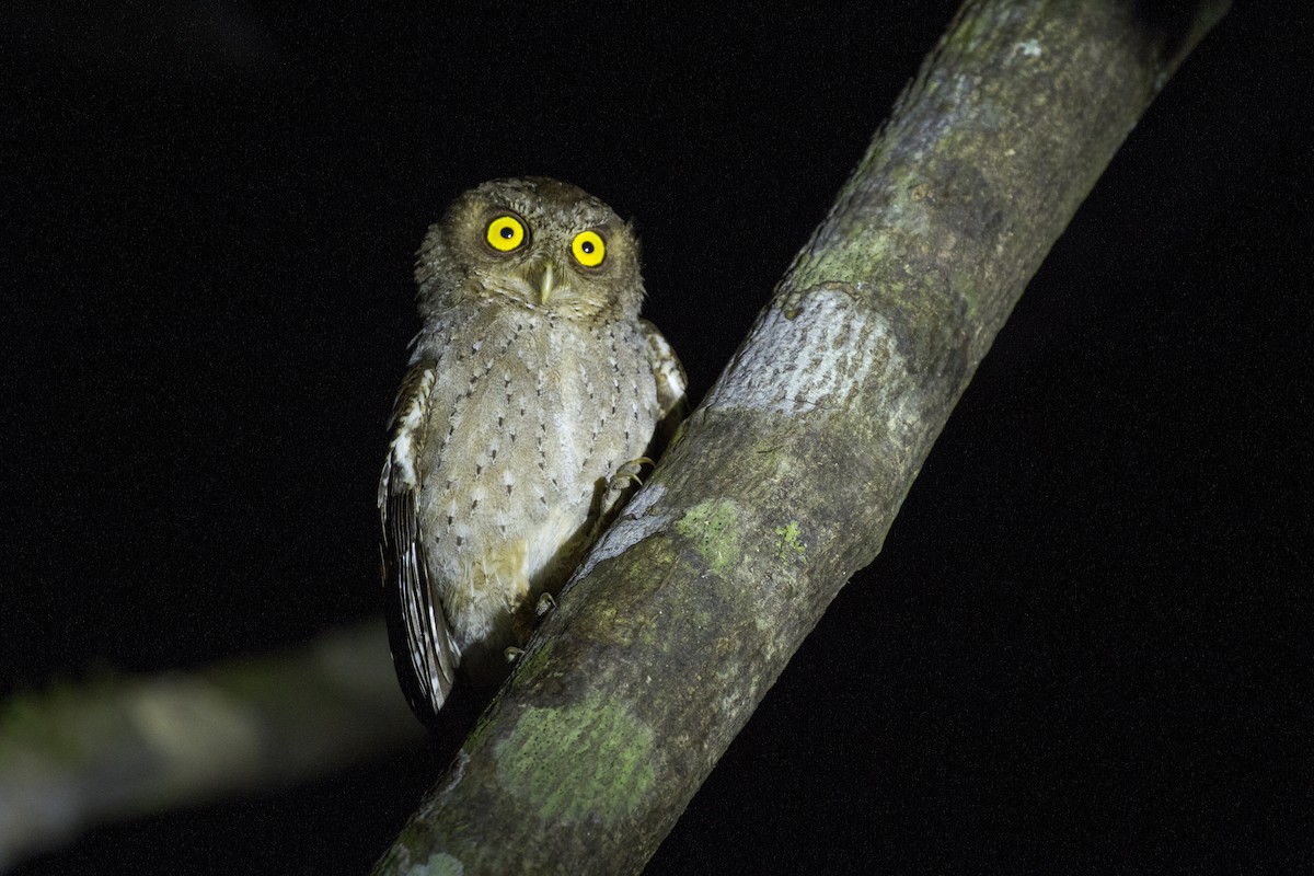 Andaman Scops-Owl - ML419217701
