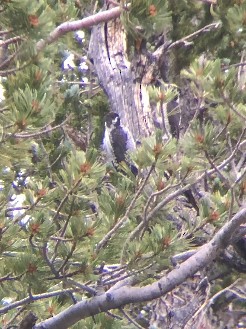 American Three-toed Woodpecker (Rocky Mts.) - ML419219651