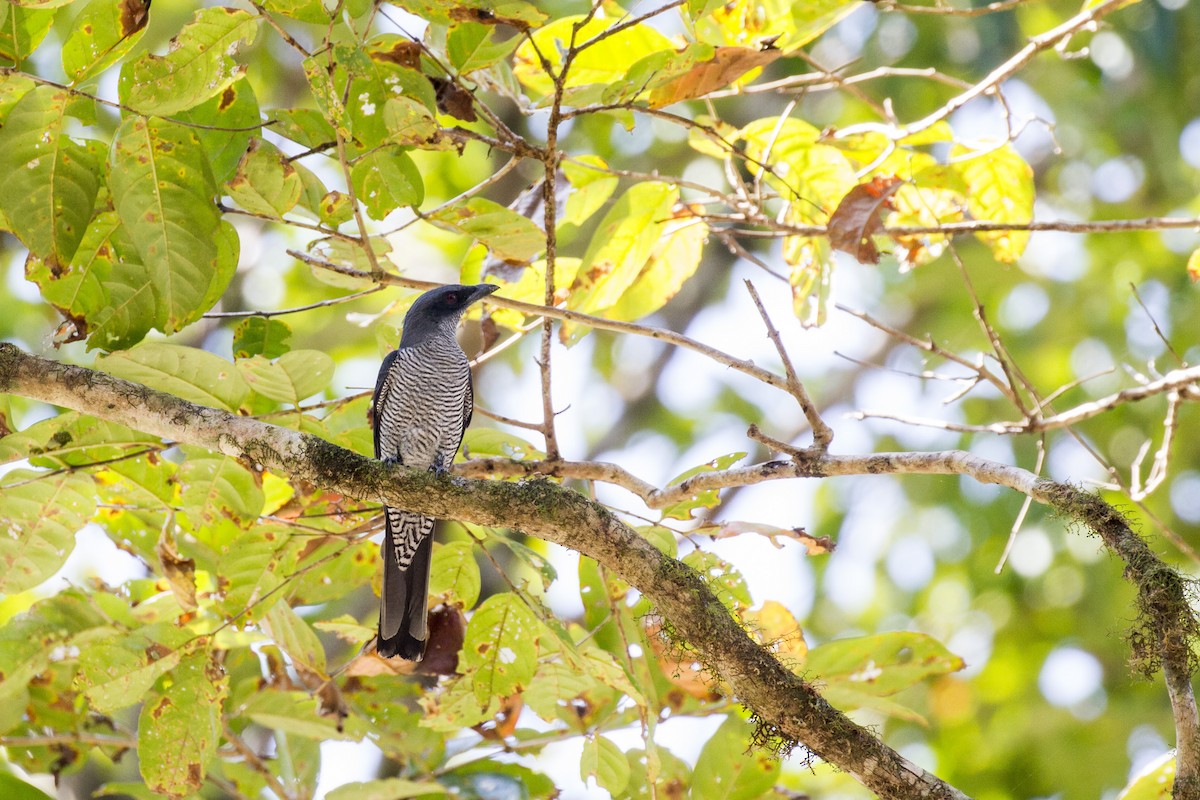 Andaman Cuckooshrike - ML419219961