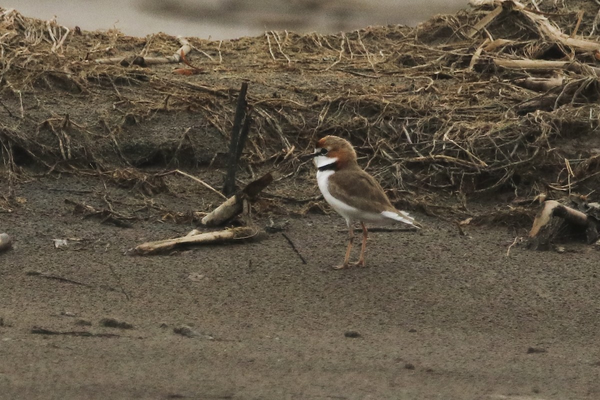 Collared Plover - Jefferson Shank