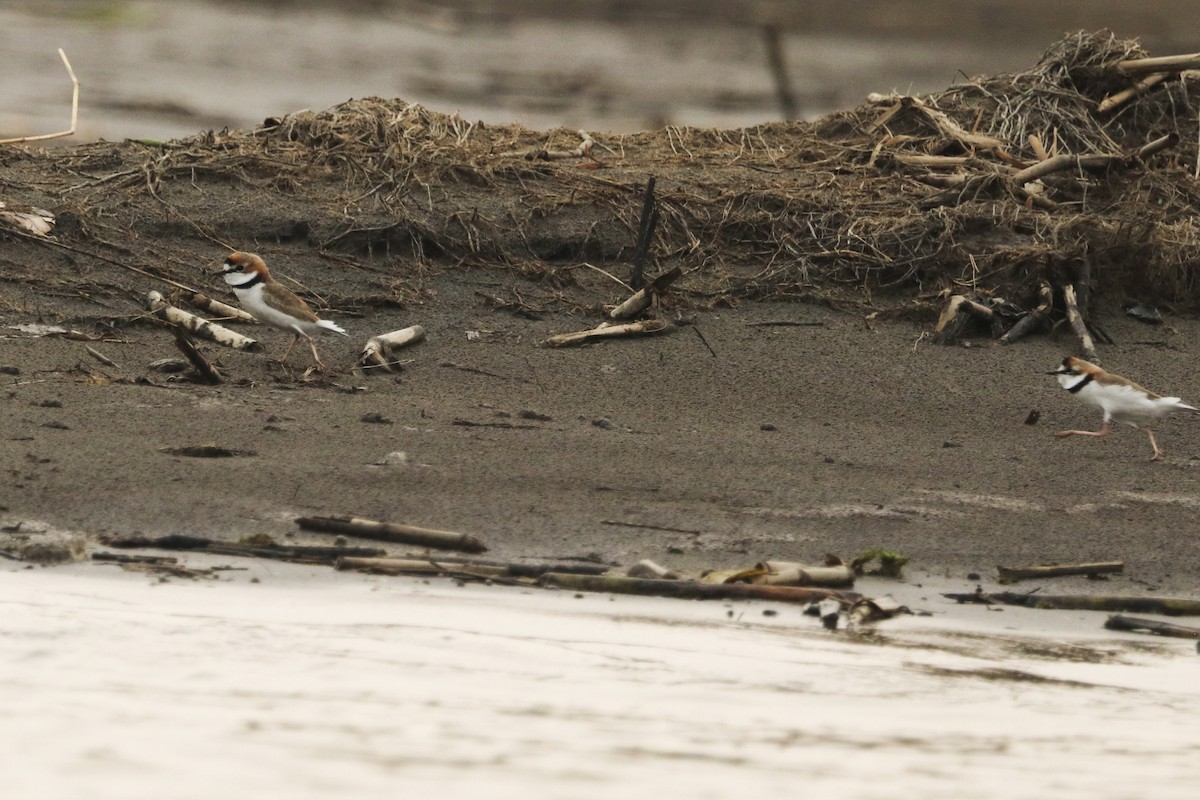 Collared Plover - Jefferson Shank