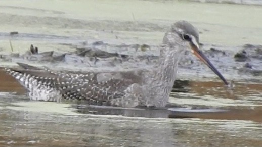 Spotted Redshank - ML419220191