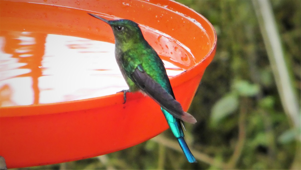 Long-tailed Sylph - Morten Winther Dahl