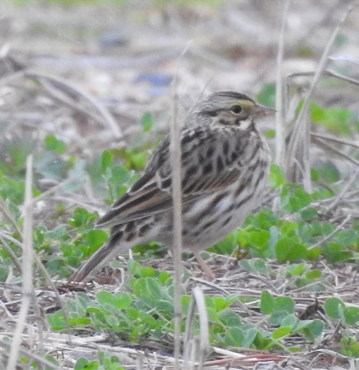 Savannah Sparrow - ML419221501