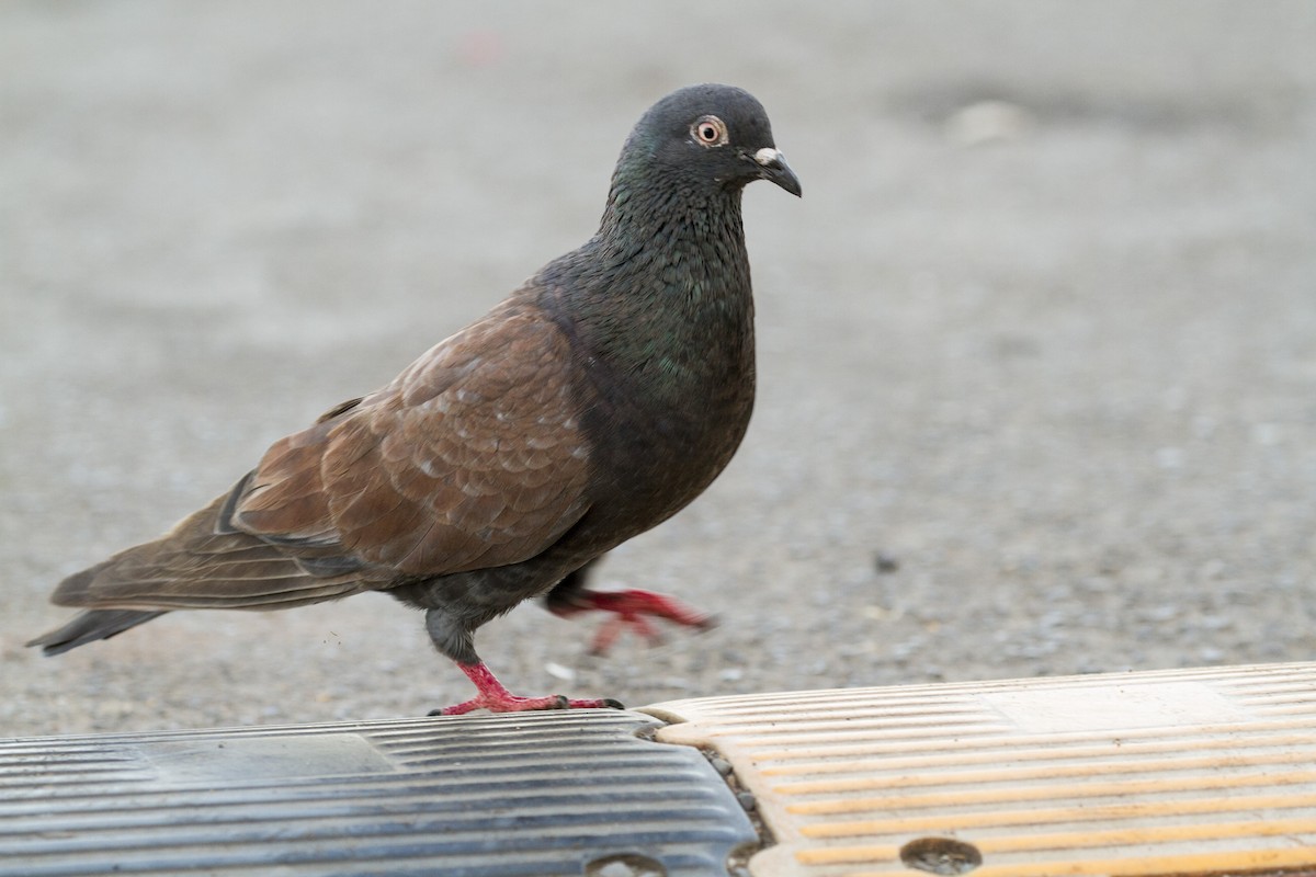 Rock Pigeon (Feral Pigeon) - Ramesh Shenai