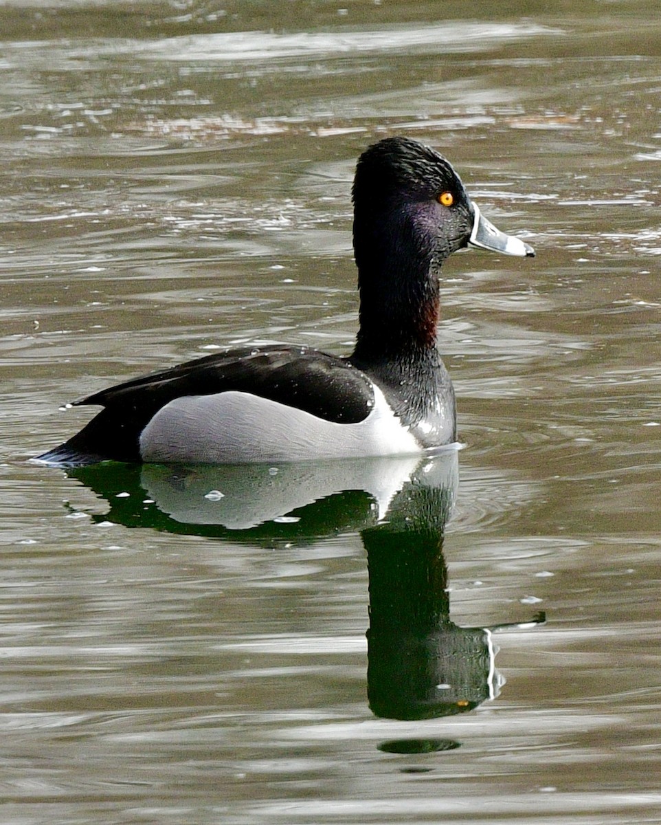 Ring-necked Duck - ML419221851