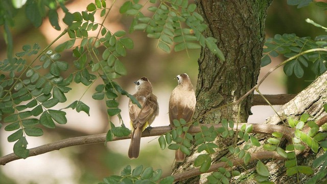 Yellow-vented Bulbul - ML419222691