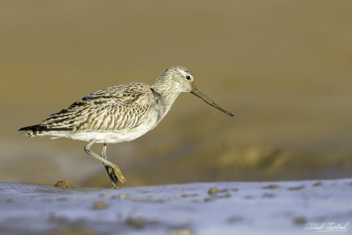 Bar-tailed Godwit - ML419223201