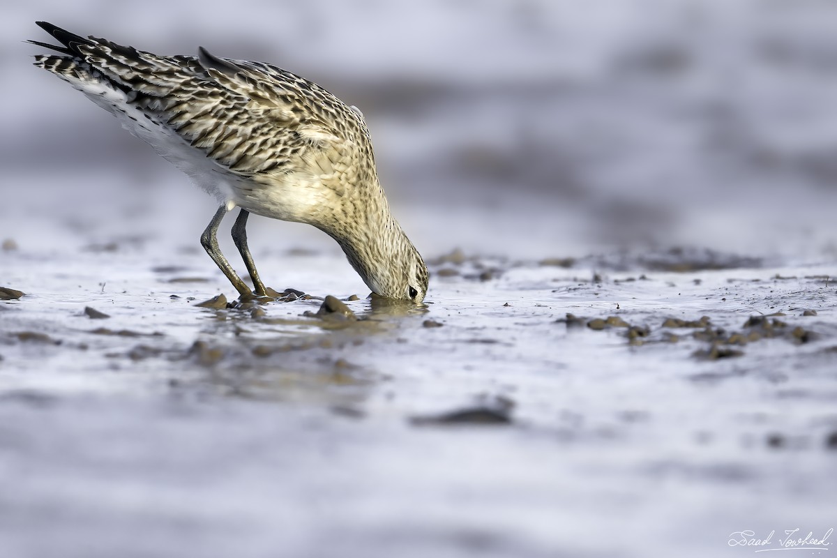 Bar-tailed Godwit - ML419223221