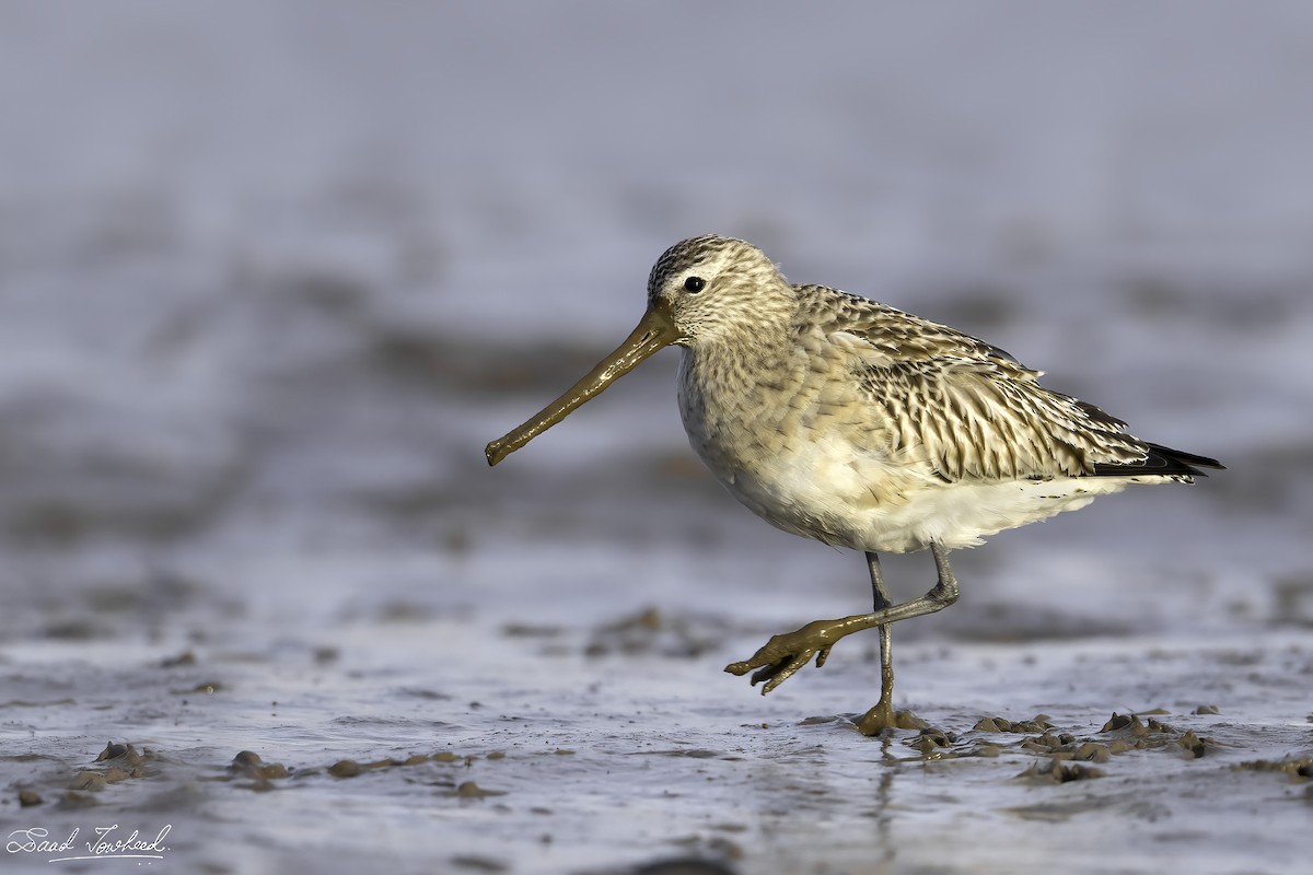 Bar-tailed Godwit - ML419223281
