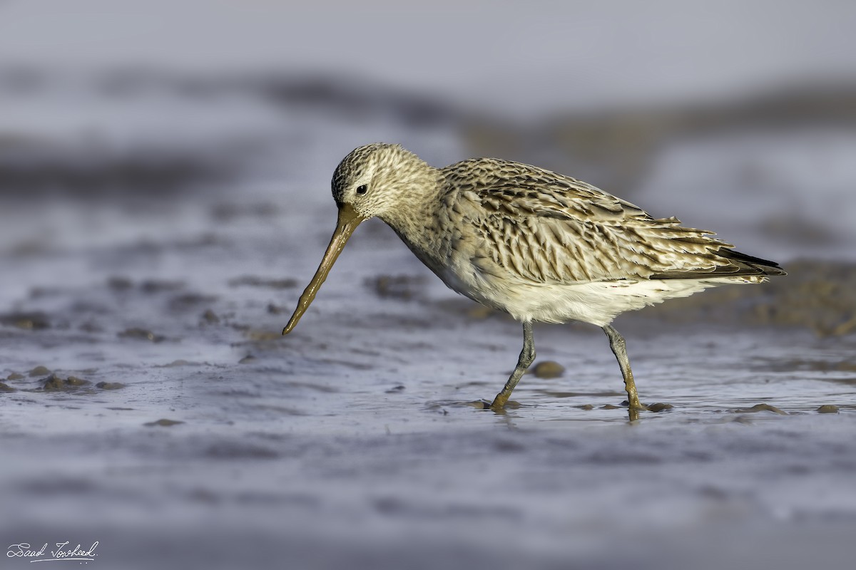Bar-tailed Godwit - ML419223291