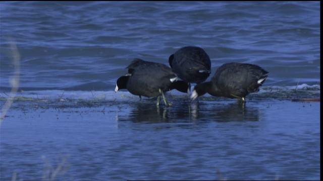 American Coot (Red-shielded) - ML419225