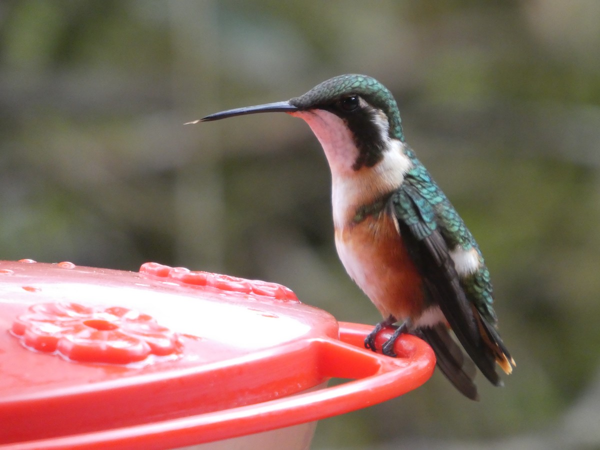 White-bellied Woodstar - ML419225031