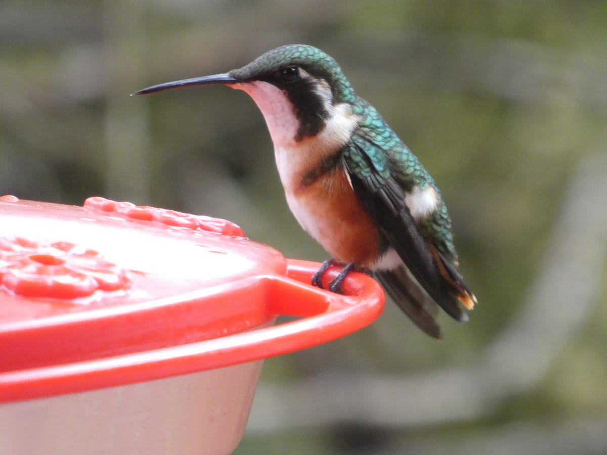 White-bellied Woodstar - ML419225111