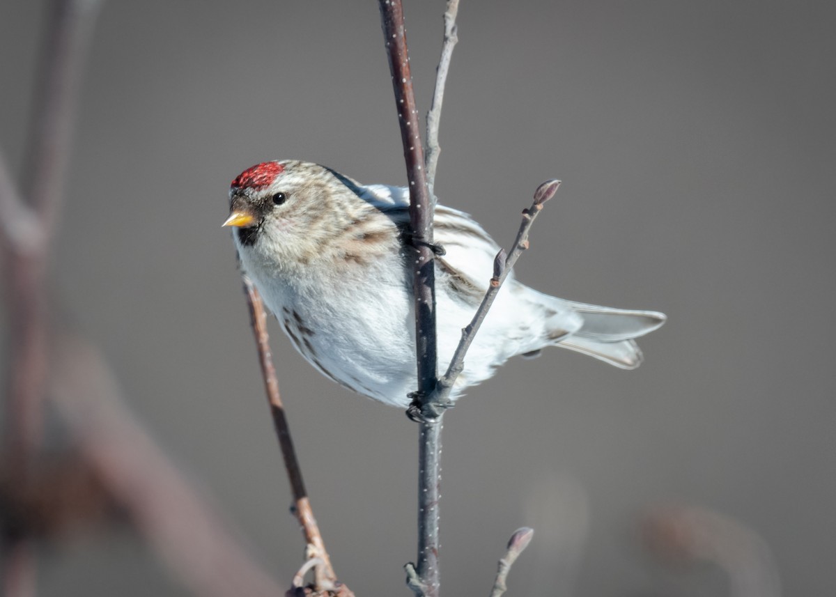 Common Redpoll - ML419226271