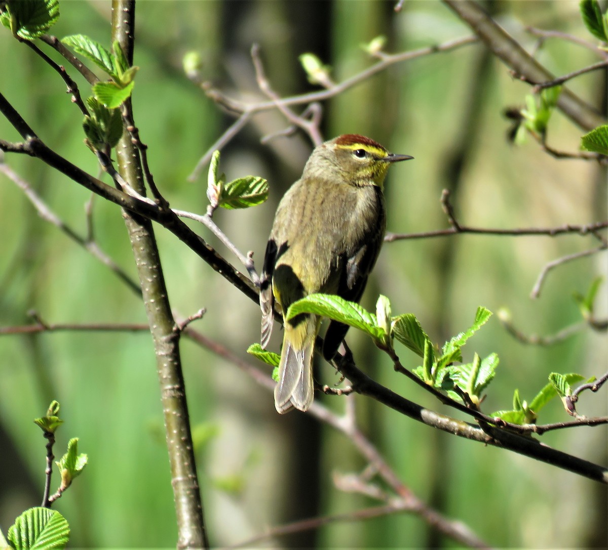 Palm Warbler - ML419226681