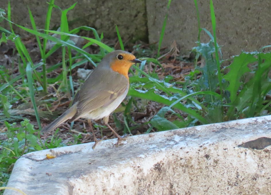 European Robin - ML419227671