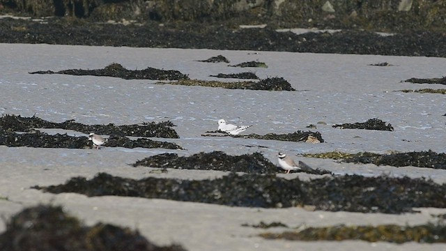 Gaviota Rosada - ML419228601