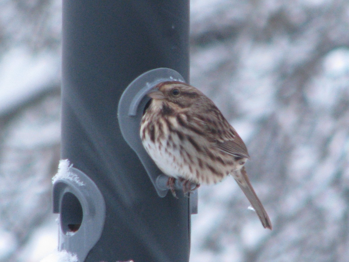 Song Sparrow - ML41922941