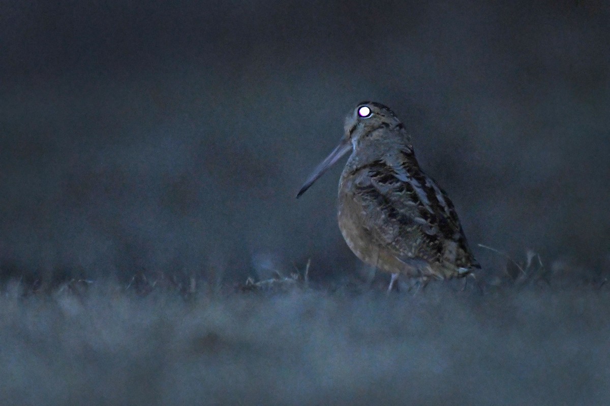 American Woodcock - ML419230441