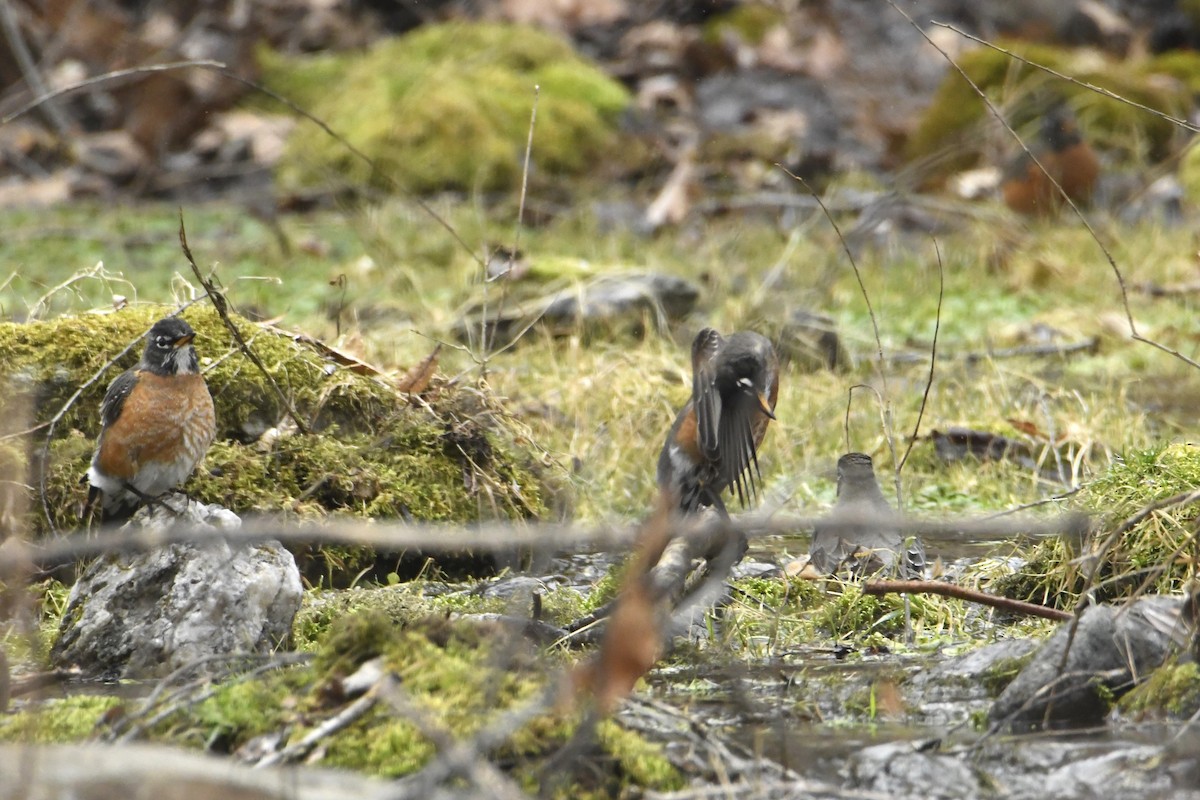 American Robin - ML419230501